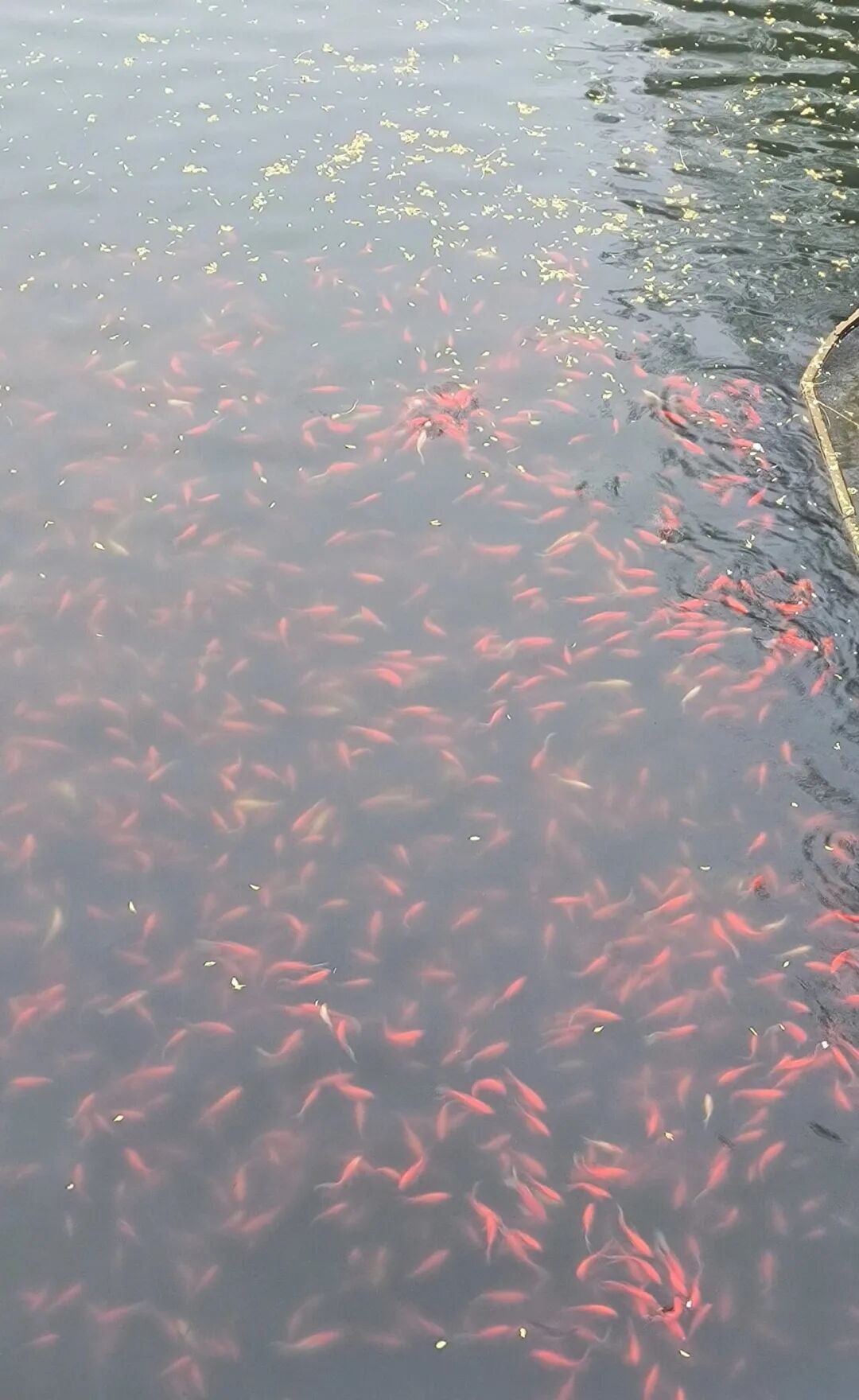 来西安 来西安